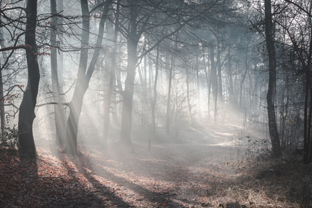 Beautiful sunlit forest trail on a misty morning with sun rays lighting up the forest floorの写真素材