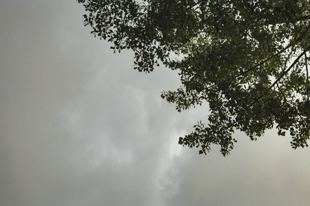 dark rain clouds forming above treesの写真素材