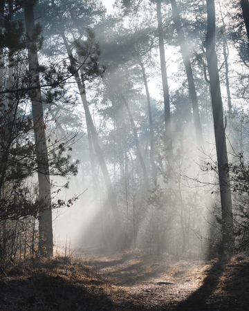Beautiful sunlit forest trail on a misty morning with sun rays lighting up the forest floorの写真素材