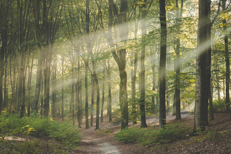 Side lit trail through Amerongse bos. Beautiful conditions on stunning morning walkの写真素材