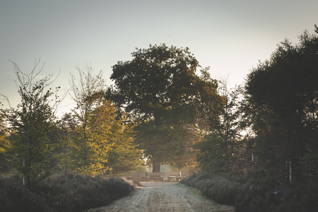 the great oak tree on top of the Amerongse Berg beautifully back lit by early morning sunshineの写真素材