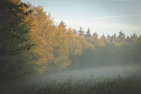 Edge of forest in early morning golden sunlight with fog rolling in through branches.の写真素材