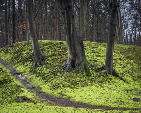 three dark wet trees on bright green moss forest floor. Walking through the parkの写真素材