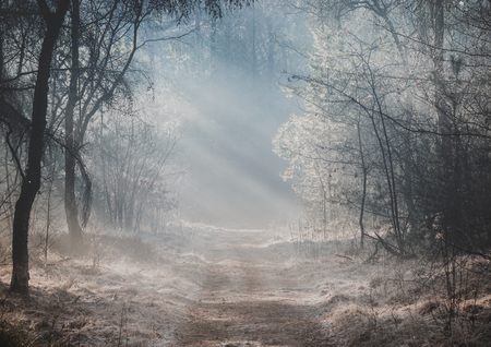 Beautiful sunlit forest trail on a misty morning with sun rays lighting up the forest floorの写真素材