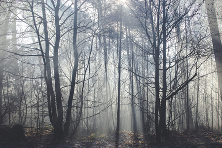 sun rays coming through forest with shaded silhouetted treesの写真素材