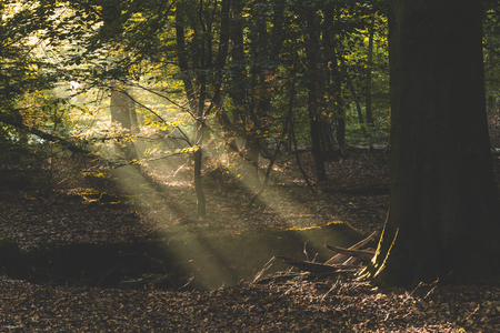 Sunlight lighting up the dark forest floor and tree roots in Amerongse Bosの写真素材