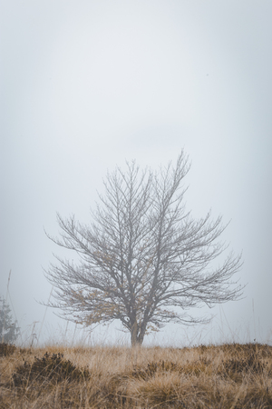 Lone tree on misty mountain with yellow grassの写真素材