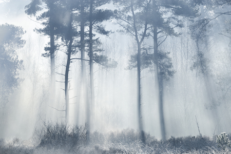 sun rays coming through forest with shaded silhouetted treesの写真素材