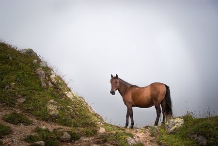 The horse in the cloud