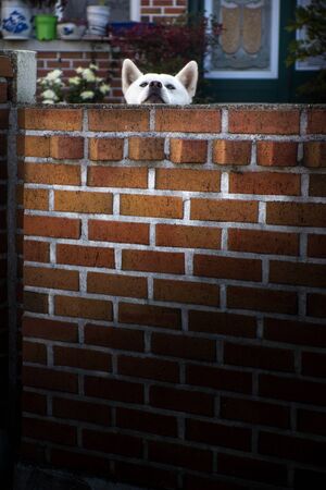 The typical soth korean dogの写真素材