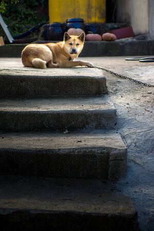 The typical soth korean dogの写真素材