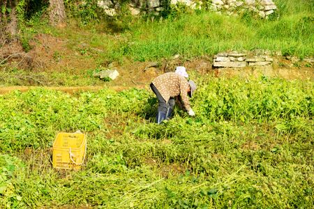 The village agriculture in South Koreaの写真素材