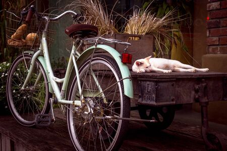 The malaysian cat and the bicycleの写真素材