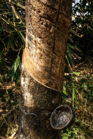 The rubber tree in Myanmarの写真素材