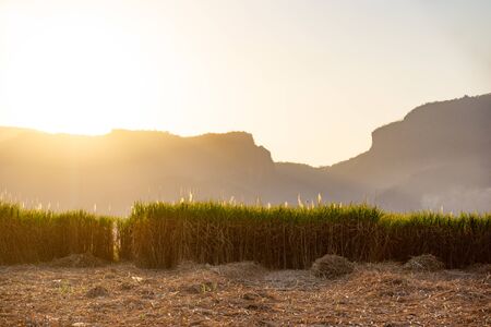 The sugar cane field at sunset