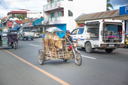 Philippines-02.12.2016:The man driving bike with pig