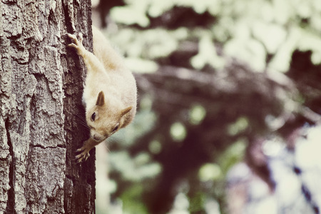 A wild squirel seating on old oak tree in a hot summer dayの写真素材