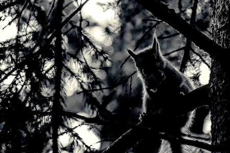 A wild squirel seating on old oak tree in a hot summer dayの写真素材
