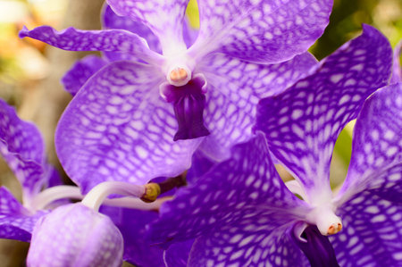 A small group of Vanda Orchids.の写真素材