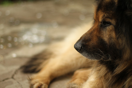 German Shepherd Lying Closeup Bokeの写真素材