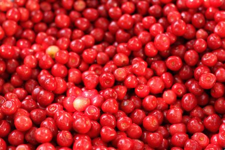 Cherries Harvest Berry Crop