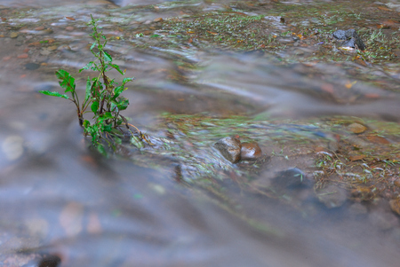 Beautiful River in Desierto de los Leones. Mexico.の写真素材