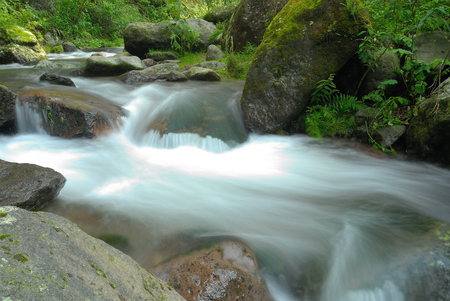 Creek in the forest. Park of Desierto de los Leones. Mexico.の写真素材
