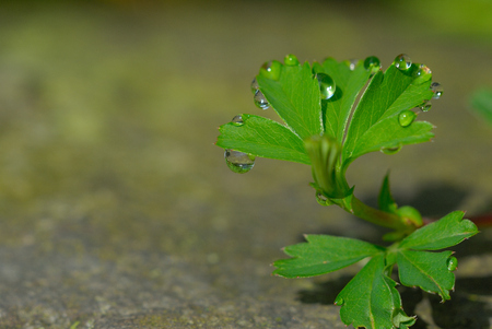 Green little plant with water drops in a deep and humid forest in Mexico.の写真素材