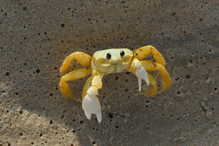 Crab on the sand defends himself from you. Beach in the caribbean sea.の写真素材