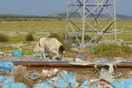 Deep sadness at seeing so much garbage in a beautiful natural place near the sea. A dog looking for food.の写真素材