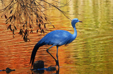 Blue crane wading in shallow water の写真素材