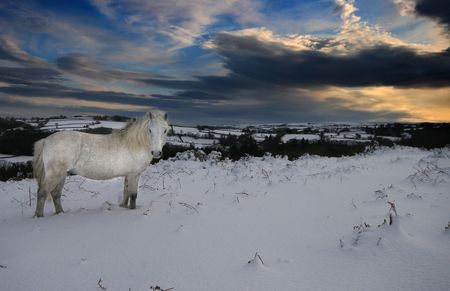 Whilst all the other Dartmoor ponies were scratching around for food, this pony was seeming quite bemused by the fresh snowfall.の写真素材