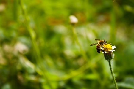 bees, flowers were used as the background.の写真素材