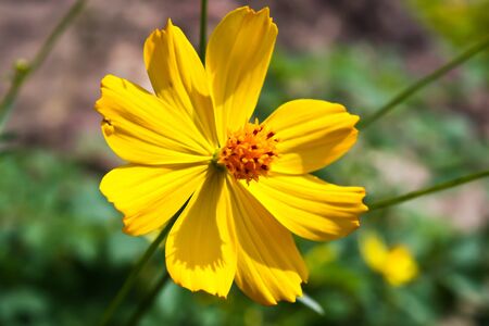 yellow flowers to engage in media about flowers.の写真素材