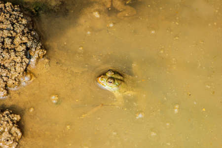 A wet green Common Toad frog getting close to soil which head is above water and body is underwater into a small pond in Dhaka, Bangladeshの写真素材