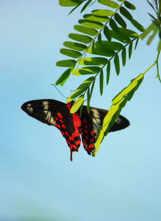 Front view of a beautiful Black and Red color Butterfly eating from  green leaves of a tree in a jungle of Bangladesh.の写真素材