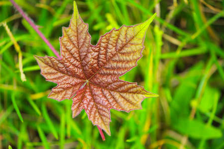 A jungle leaf look like Maple leaf in mountainous region in Sajek, Bangladeshの写真素材