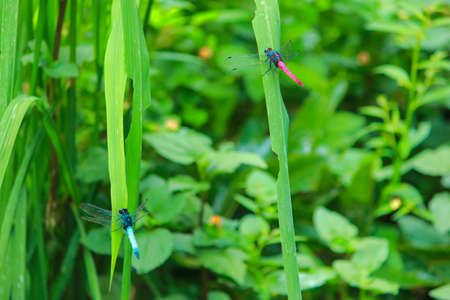 Couple of colorful Dragonfly sitting on green leaves by opening their wings in jungle of Sajek, Bangladeshの写真素材