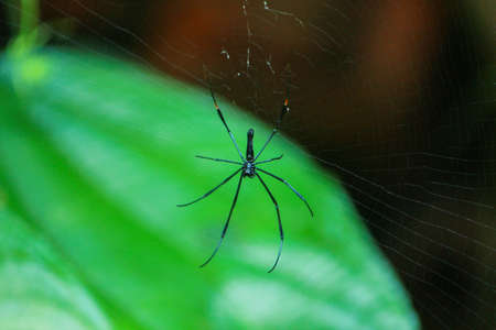 Small black color widow spider waving web on tree to hunt insects in forest of Bangladesh