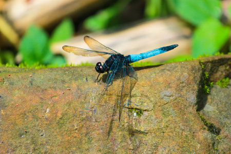 A Blue colored beautiful dragonfly sitting on stone by opening it's wings inside jungle of Sajek, Bangladeshの写真素材