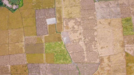 Aerial view of green paddy field in New Zealand para, Khagrachari, Bangladesh