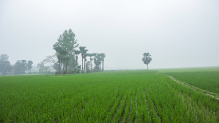 Green paddy field of rural village of Bangladesh during winter season in a foggy day.の写真素材