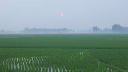 Beautiful winter sunset with green landscape of Bangladeshi village.の写真素材