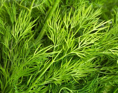Closeup of green leaves of dill