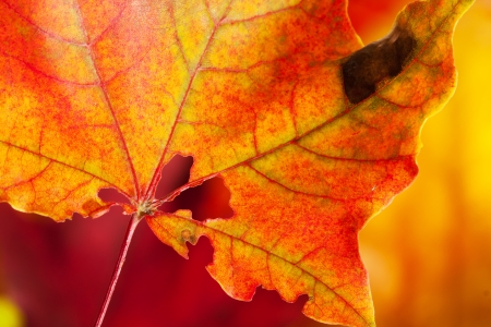 Autumn colors.Big red-yellow holey maple leafの写真素材