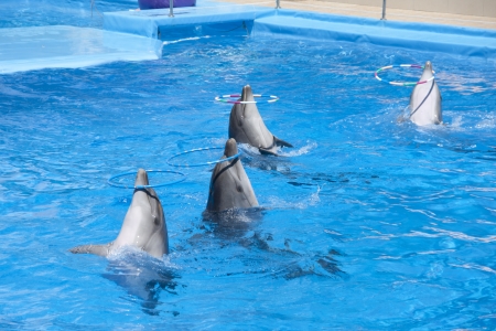 Dancing dolphins with hoops at poolの写真素材
