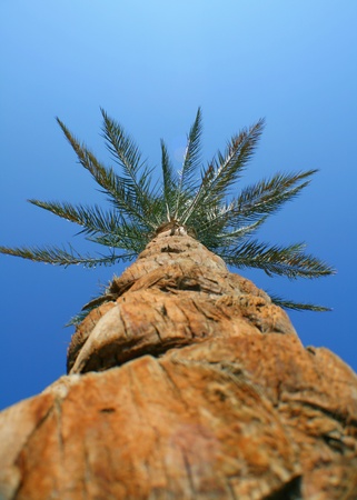 Giant palm in blue skyの写真素材