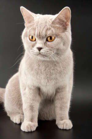 Close-up of purebred sitting little tabby kittenの写真素材