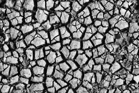 Cracked soil. In B/W. Use for background or texture