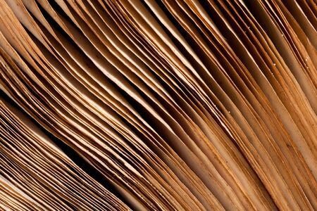 Pages of ancient book. Background or textureの写真素材